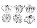 Hand drawn ink vector pattypan gourd squash and leaf. Sketch illustration art for Thanksgiving, harvest, farming Royalty Free Stock Photo