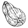 Hand drawn ink vector zucchini marrow gourd squash. Sketch illustration art for Thanksgiving, harvest, farming. Isolated Royalty Free Stock Photo