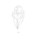 Hand drawn iris flower.Plant design elements. Royalty Free Stock Photo