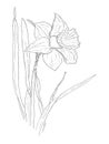 Iris with leaves sketch on white background