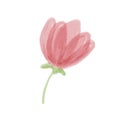 Hand drawn isolated beautiful tender watercolor pink flower