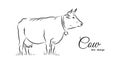 Hand-drawn isolated Cow on white background. Line design