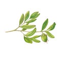 Isolated jojoba branch