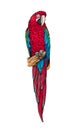 Green-winged macaw parrot