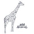 Hand drawn isolated sketch giraffe. Zoo animal. Vector. Royalty Free Stock Photo