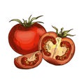 Hand drawn isolated tomato. Vector illustration Royalty Free Stock Photo
