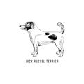 Hand drawn Jack Russel terrier