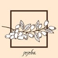 Hand drawn jojoba