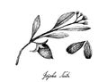 Hand Drawn of Jojoba Nuts and Seed