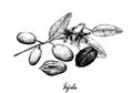 Hand Drawn of Jojoba Nuts and Seed