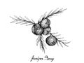Hand Drawn of Juniper Berries on White Background