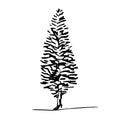 Hand drawn juniper poplar tree sketch style, black isolated aspen hemlock plant on white background. Vector illustration Royalty Free Stock Photo