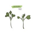 Hand drawn kale micro greens. Vector illustration in sketch style isolated on white background Royalty Free Stock Photo