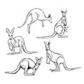 Kangaroo. Vector   illustration Royalty Free Stock Photo