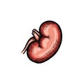 Hand drawn kidney vector illustration