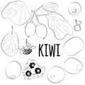 Hand drawn kiwi isolated on white background. Vector graphics Royalty Free Stock Photo