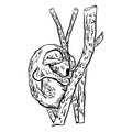 Hand drawn koala sleeping on a branch in graphic style. Vector illustration Royalty Free Stock Photo