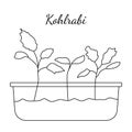 Hand drawn kohlrabi micro greens. Vector illustration in sketch style isolated on white background. Royalty Free Stock Photo