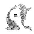 Hand drawn koi fish. Japanese carp line drawing for coloring book