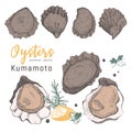 Hand drawn kumamoto oysters on white background