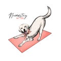 Hand drawn labrador retriever dog lies on yoga matt. Stay home. Vector engraved quarantine poster. Stay active, stay at