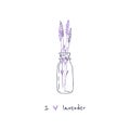 Hand drawn lavender. floral design elements. Royalty Free Stock Photo