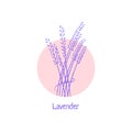 Hand drawn lavender logo isolated on white