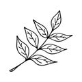 Doodle leaf, fast botanical sketch