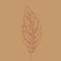 Hand drawn leaf outline. Autumn leaf in line art style isolated on brown background.