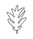 Hand drawn leaf vector illustration. Big tropical leave
