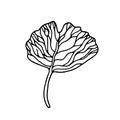 Hand drawn leaf vector illustration. Big tropical leave