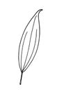 Hand drawn leaf vector illustration. Big tropical leave