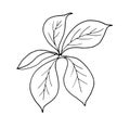 Hand drawn leaf vector illustration. Big tropical leave