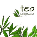 Hand-drawn leaves and branches of tea