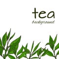 Hand-drawn leaves and branches of tea