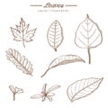 Hand drawn leaves of nature - vintage style