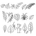 Hand drawn leaves of tropical plants. Collection of botanical leaf with different models isolated on white background. Template Royalty Free Stock Photo