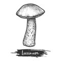 Hand drawn Leccinum mushroom vector illustration plant