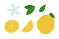 Hand drawn lemon collection. Whole lemon, slices, flower and leaves