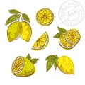 Hand drawn lemon fruits Royalty Free Stock Photo
