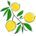 Hand drawn lemon with leaves. Sketch citrus. Vector illustration.