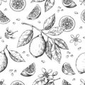 Hand drawn lemon pattern. Vintage seamless texture for juice label, citrus ink sketch. Vector orange lemon lime fruit Royalty Free Stock Photo