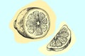 Hand drawn lemon. Sketch style drawing, exotic citrus fruit, half and slice. Lime or orange, tropical sweet juicy fresh Royalty Free Stock Photo