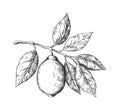 Hand drawn lemon. Sketch style fruit branch, whole fresh citrus with leaves, vector black drawing isolated illustration