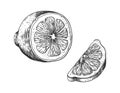 Hand Drawn Lemon. Vintage Outline Juicy Slice And Half Lime Or Orange, Sketch Style Fruit, Plant For Labels, Vector