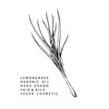 Hand drawn lemongrass branch. Vector floral engraved illustration. Cosmetic and medical essential oil. Healthcare
