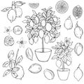 Fruits, flowers and trees in pots. Vector illustration