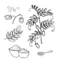 Lentil plant. Vector illustration