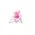 Illustration of a hand drawn light pink and red rhododendron flower isolated on a white background Royalty Free Stock Photo