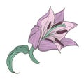 Hand drawn lilac lily